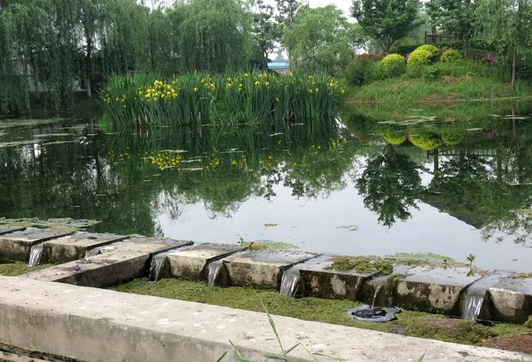 人工湿地